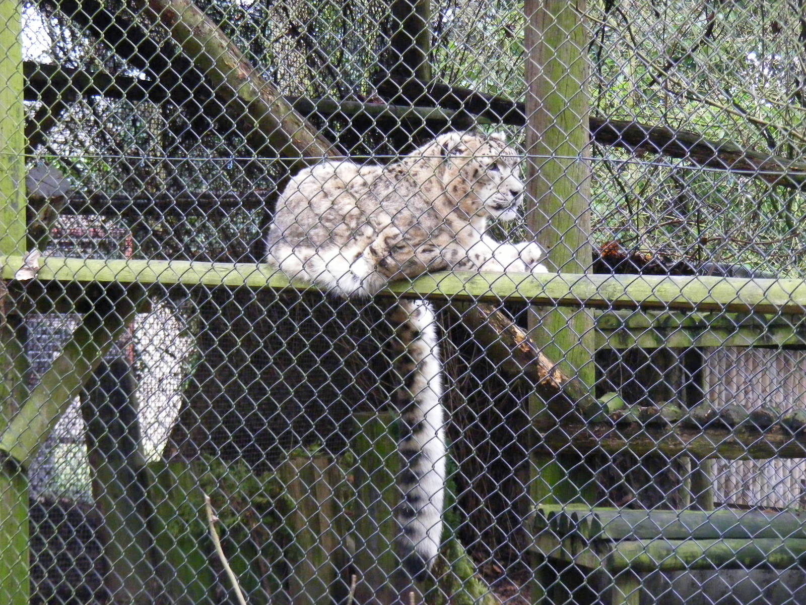Wutai the snow leopard at Howletts Wild Animal Park, 12 February 2011