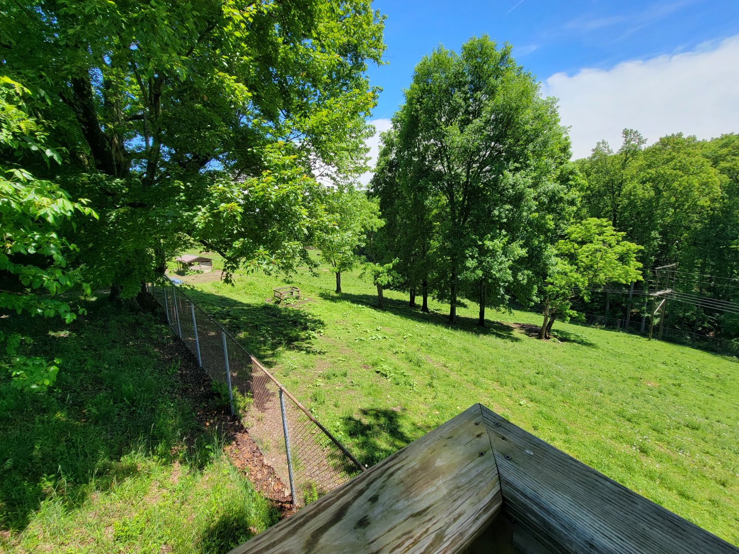 WVSWC - Bison from above