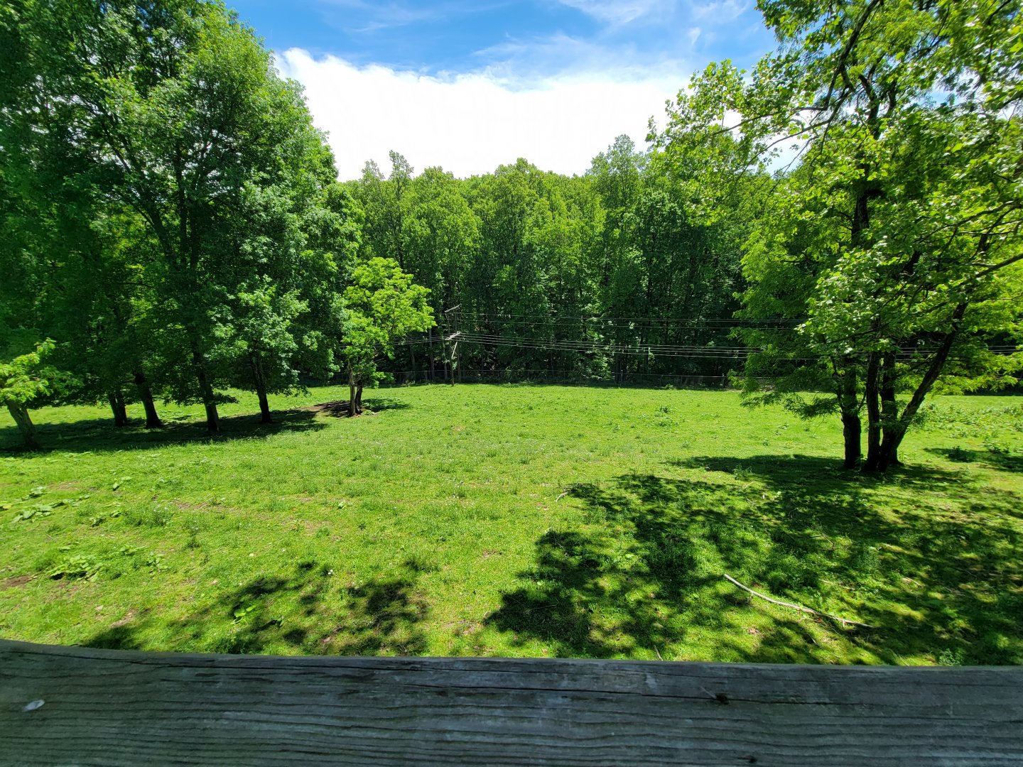 WVSWC - Bison from above