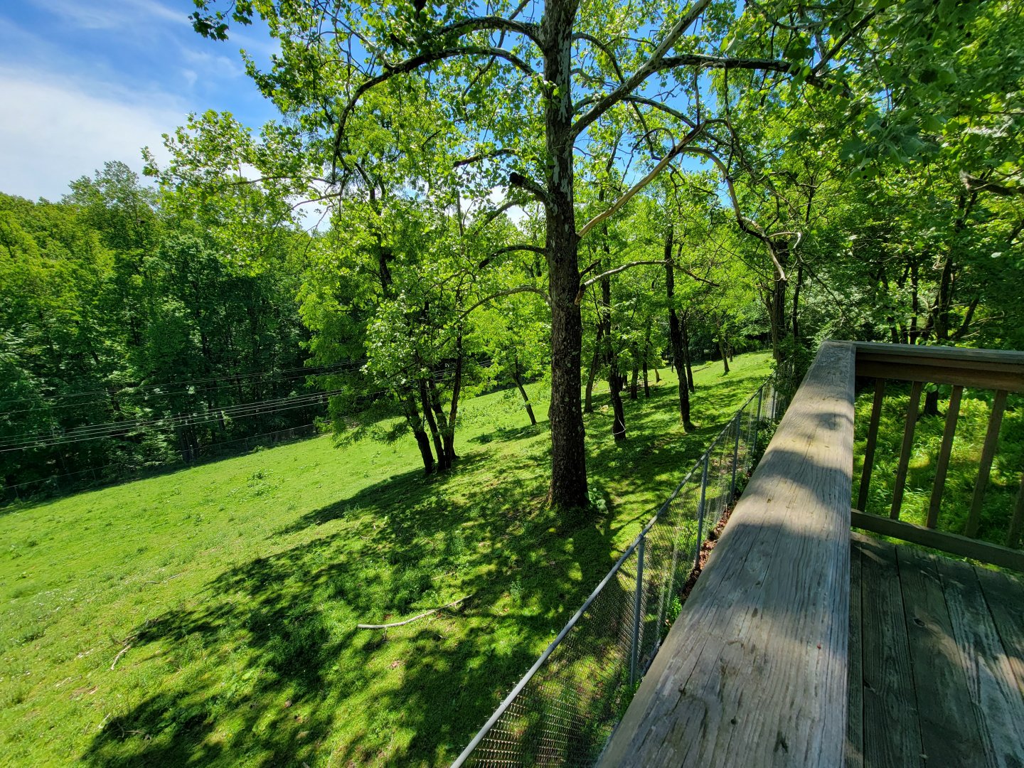 WVSWC - Bison from above