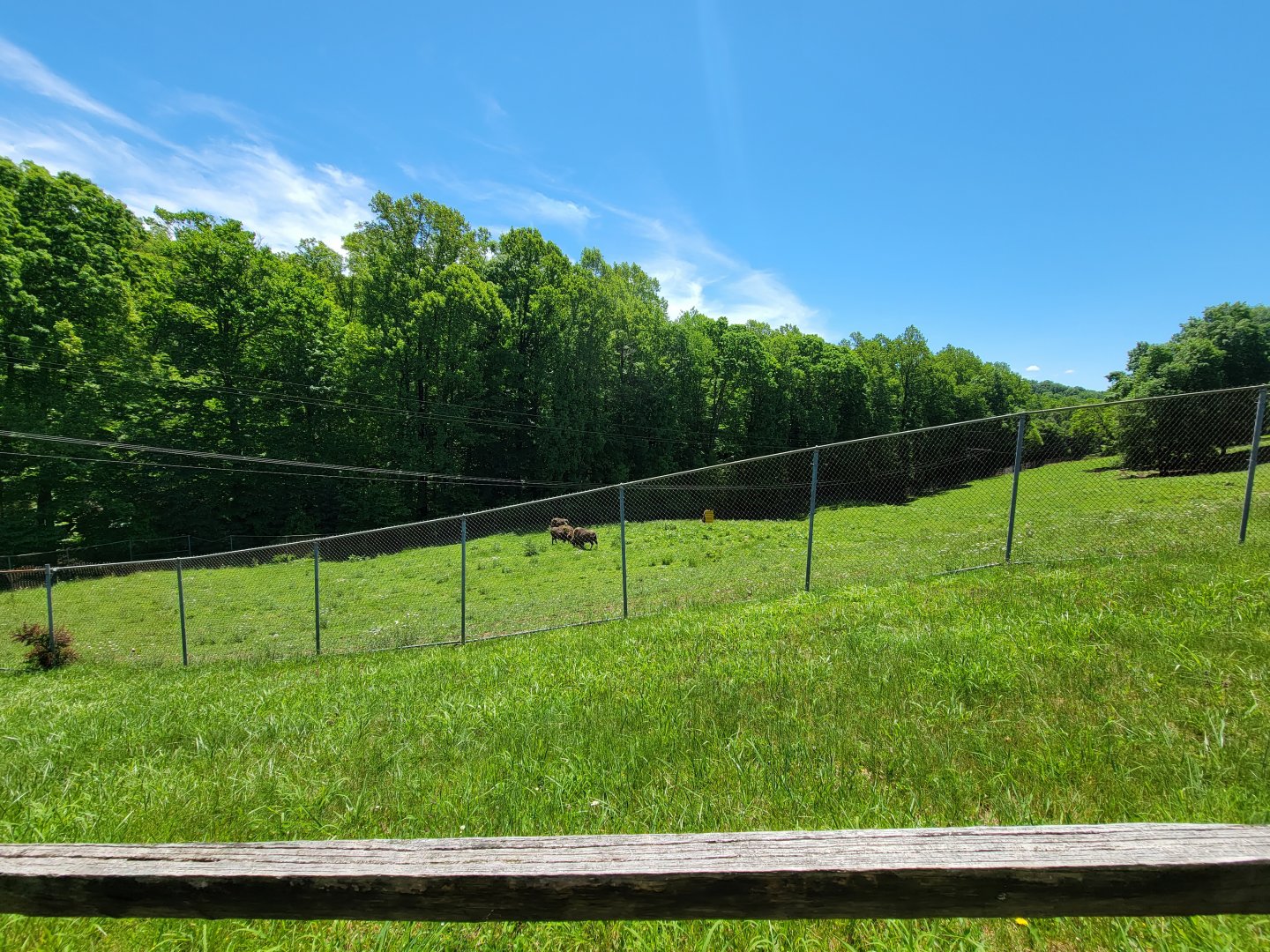 WVSWC - Bison yard from path