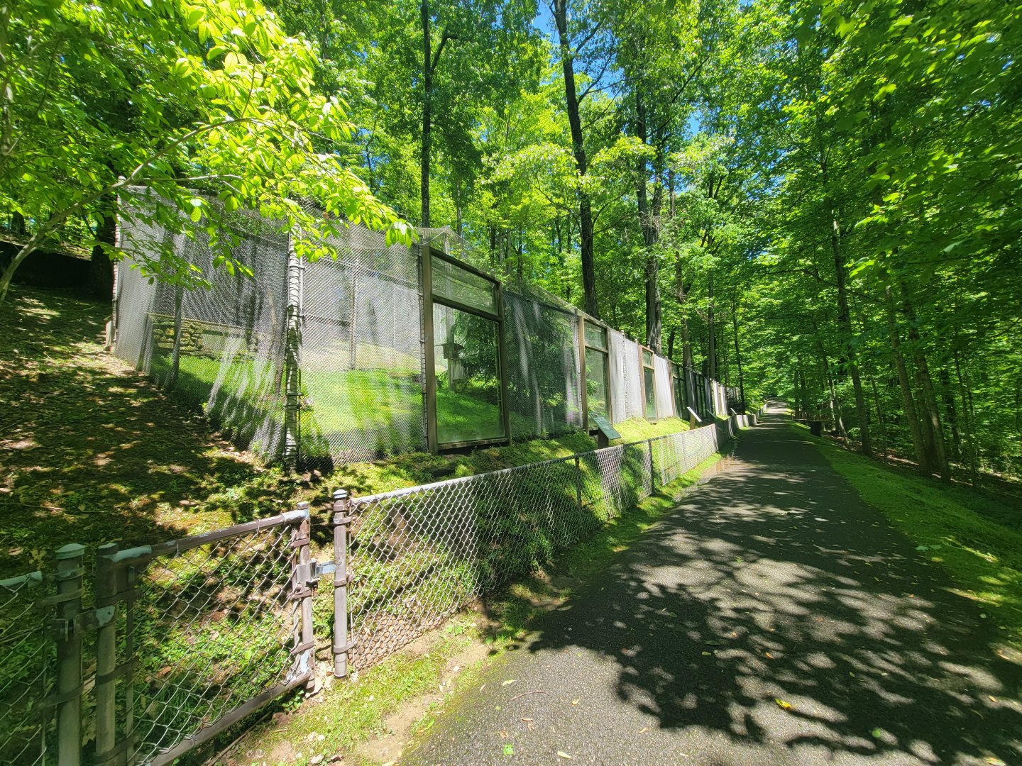 WVSWC - Eastern screech owl