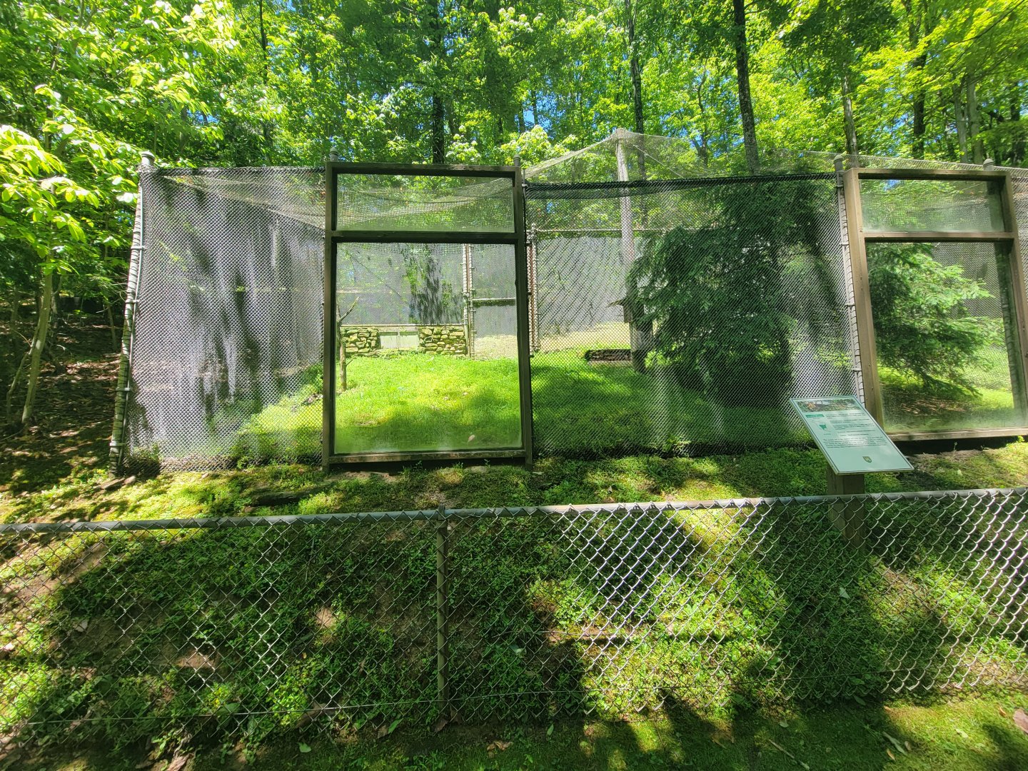 WVSWC - Eastern screech owl