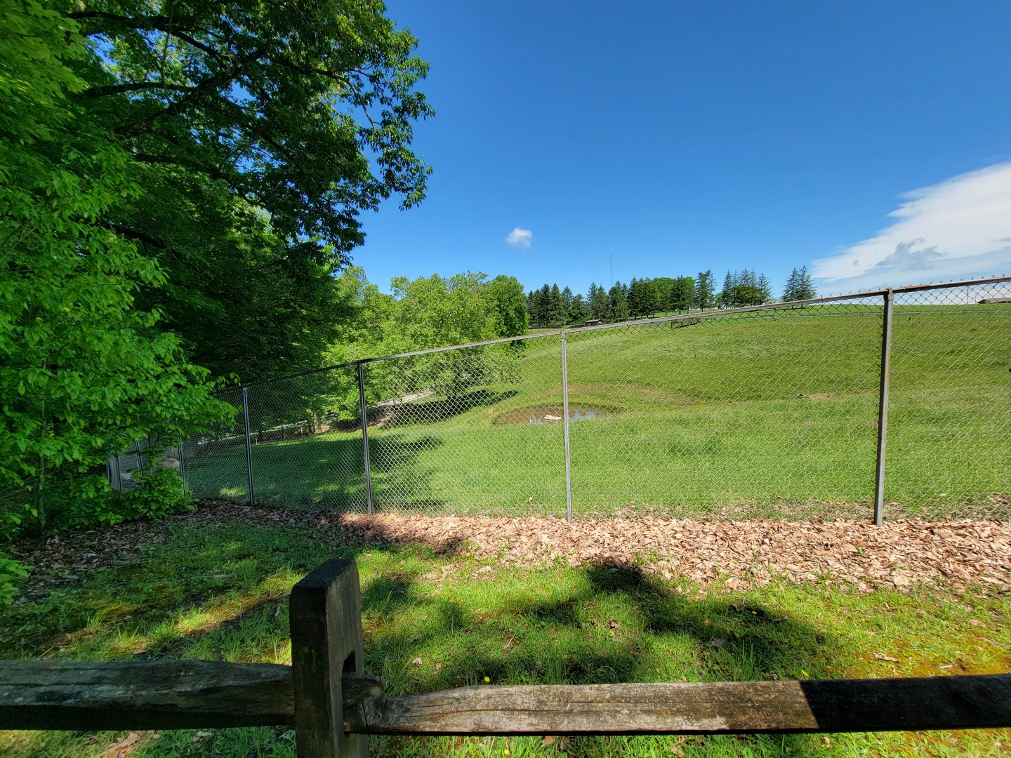 WVSWC - Elk in the shade