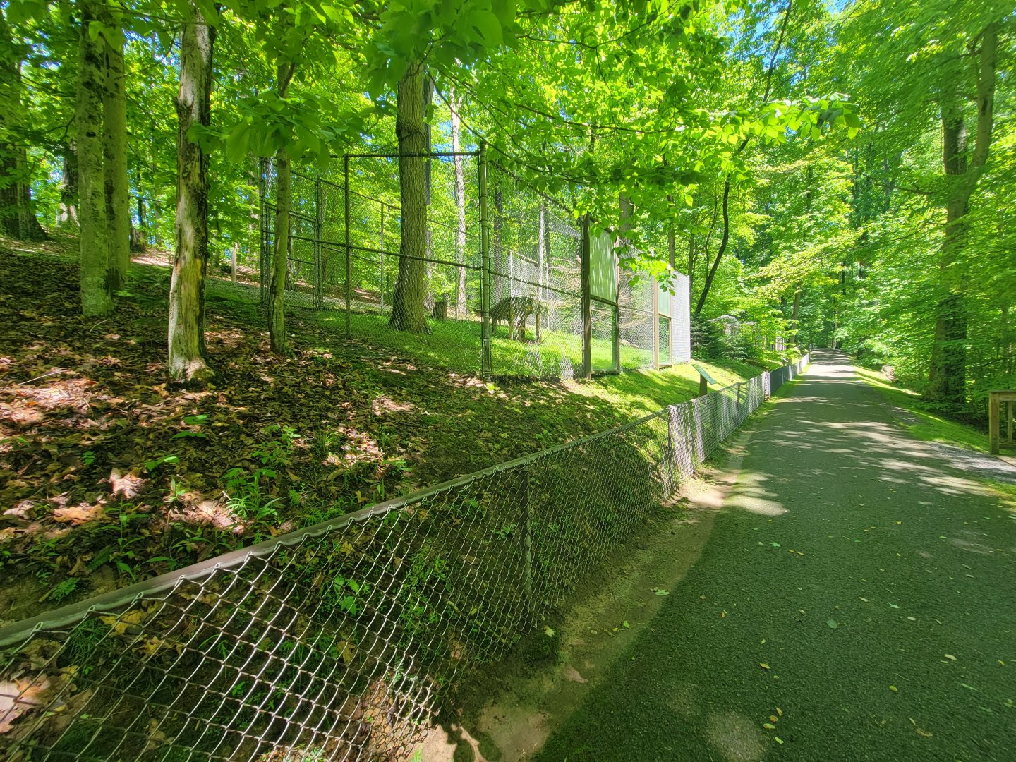 WVSWC - Great horned owl