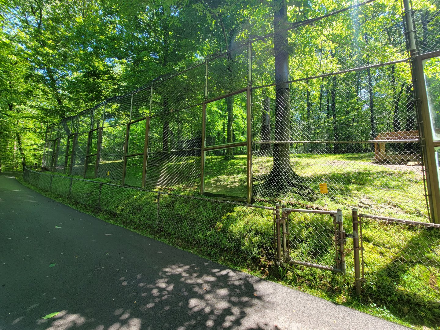 WVSWC - Mountain lion