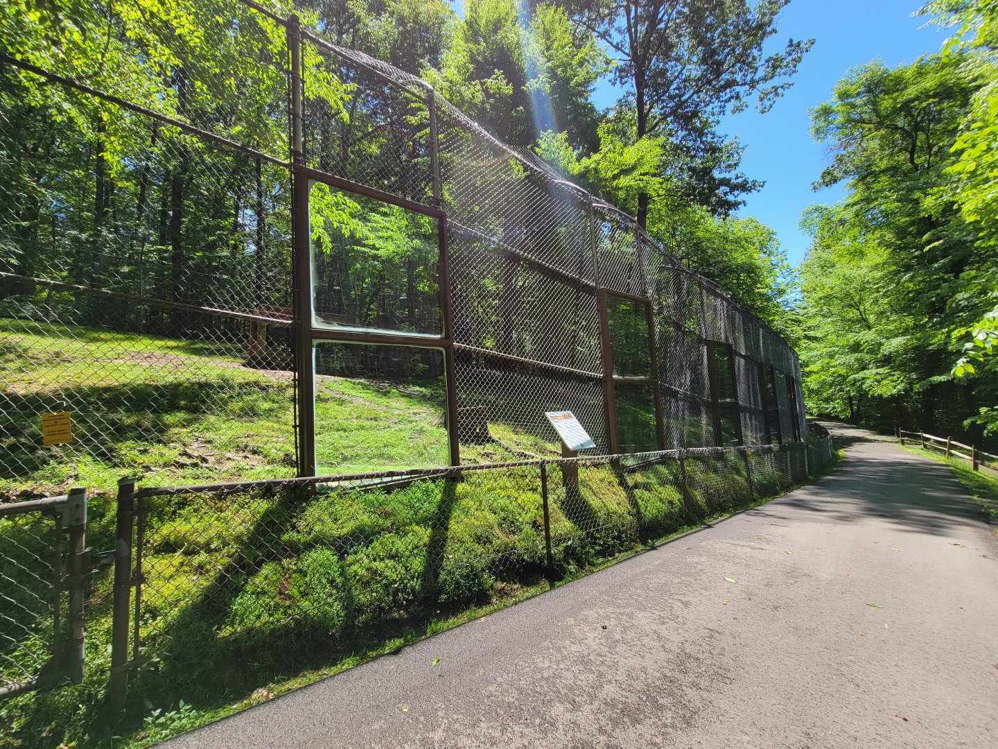 WVSWC - Mountain lion