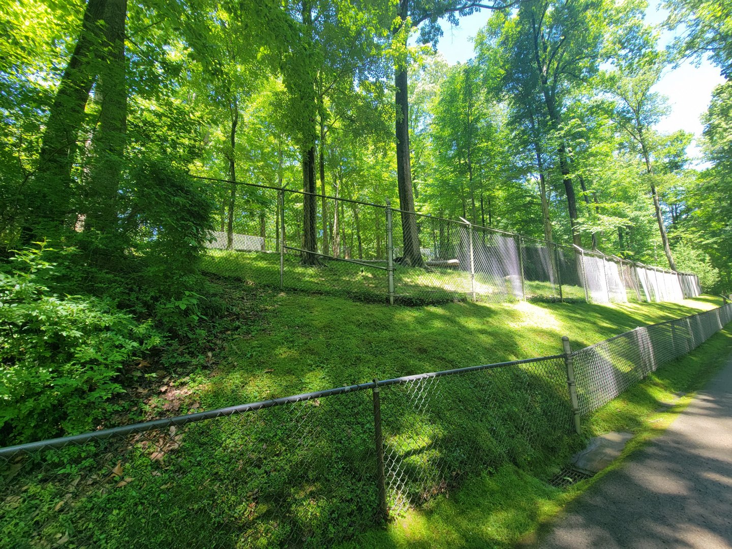 WVSWC - North American black bear