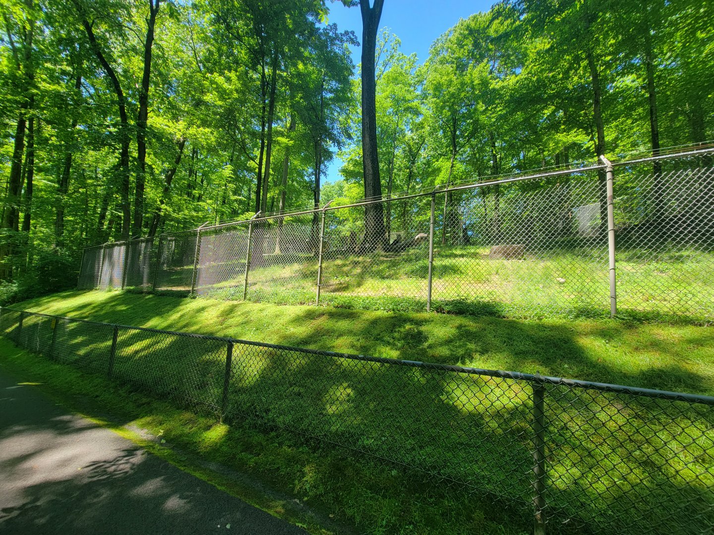 WVSWC - North American black bear