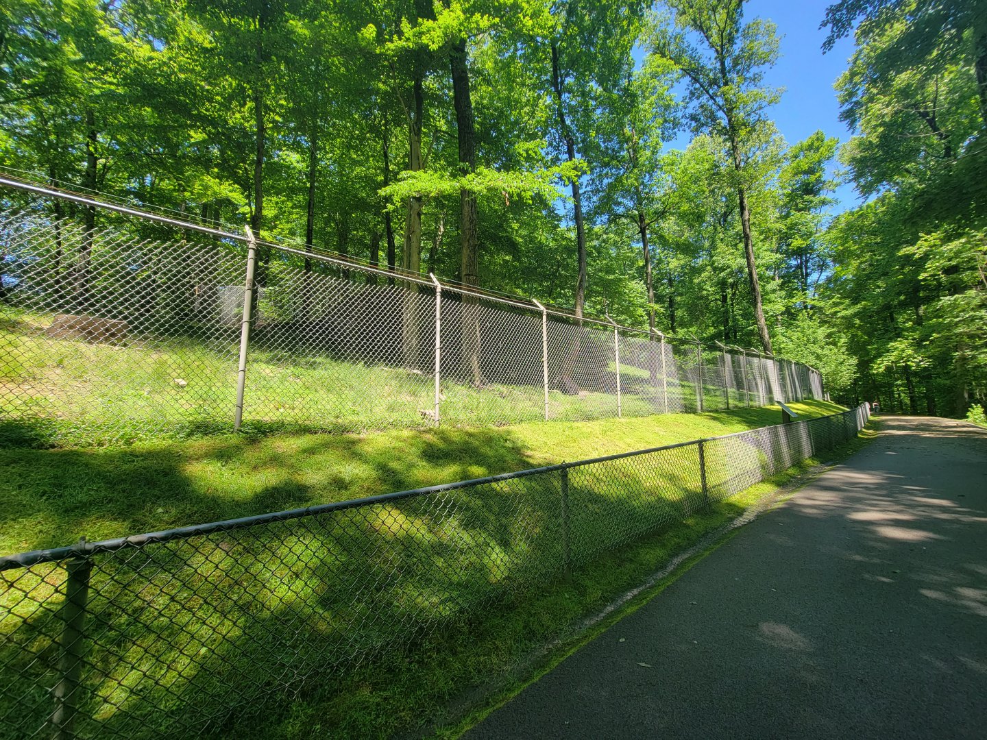 WVSWC - North American black bear