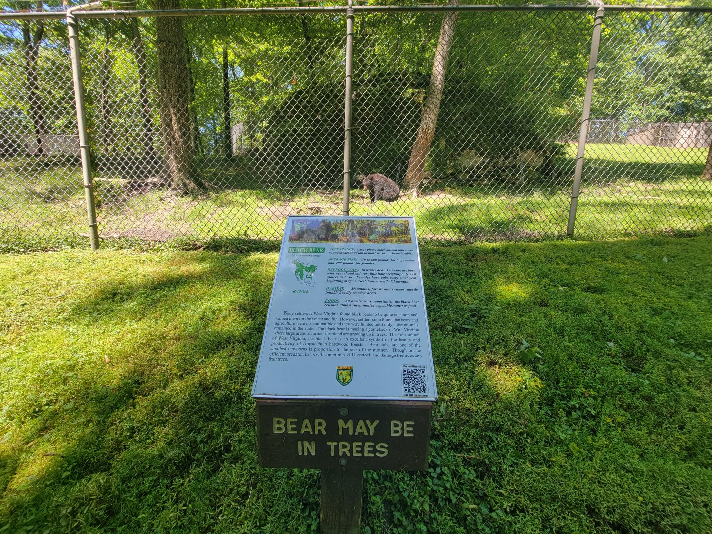 WVSWC - North American black bear