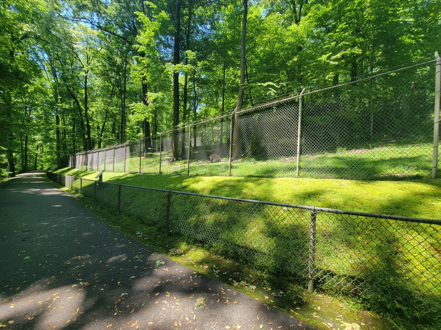 WVSWC - North American black bear