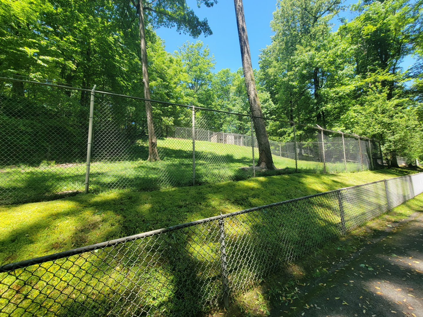 WVSWC - North American black bear