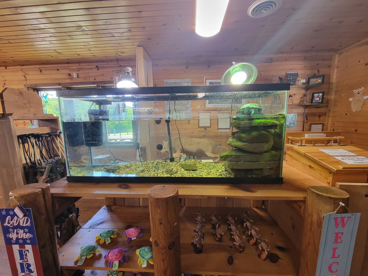 WVSWC - Red-ear slider in gift shop