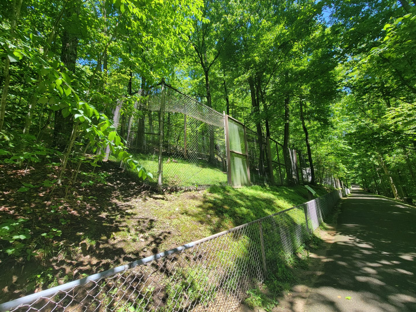 WVSWC - Red-tailed hawk, golden eagle