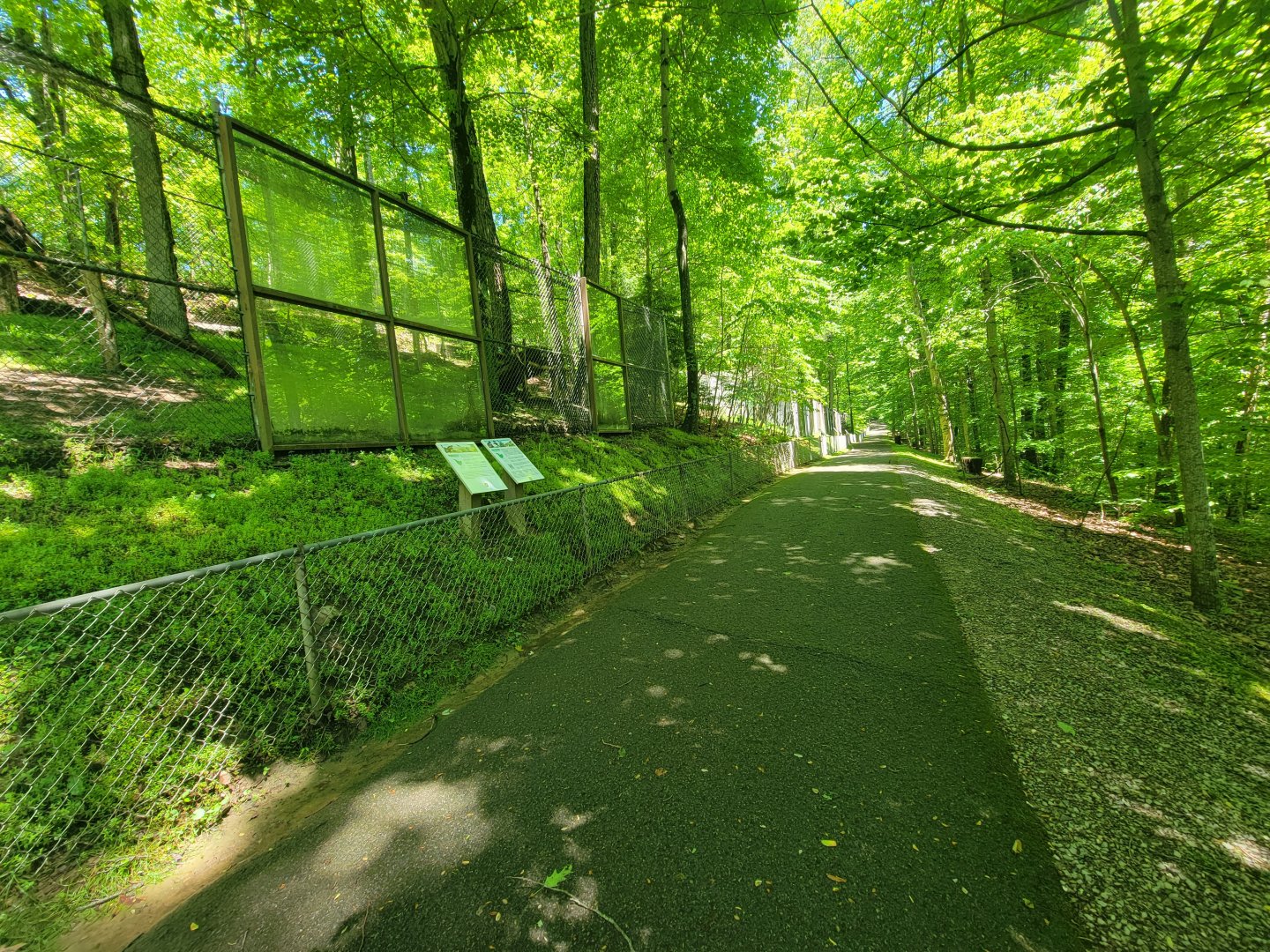 WVSWC - Red-tailed hawk, golden eagle
