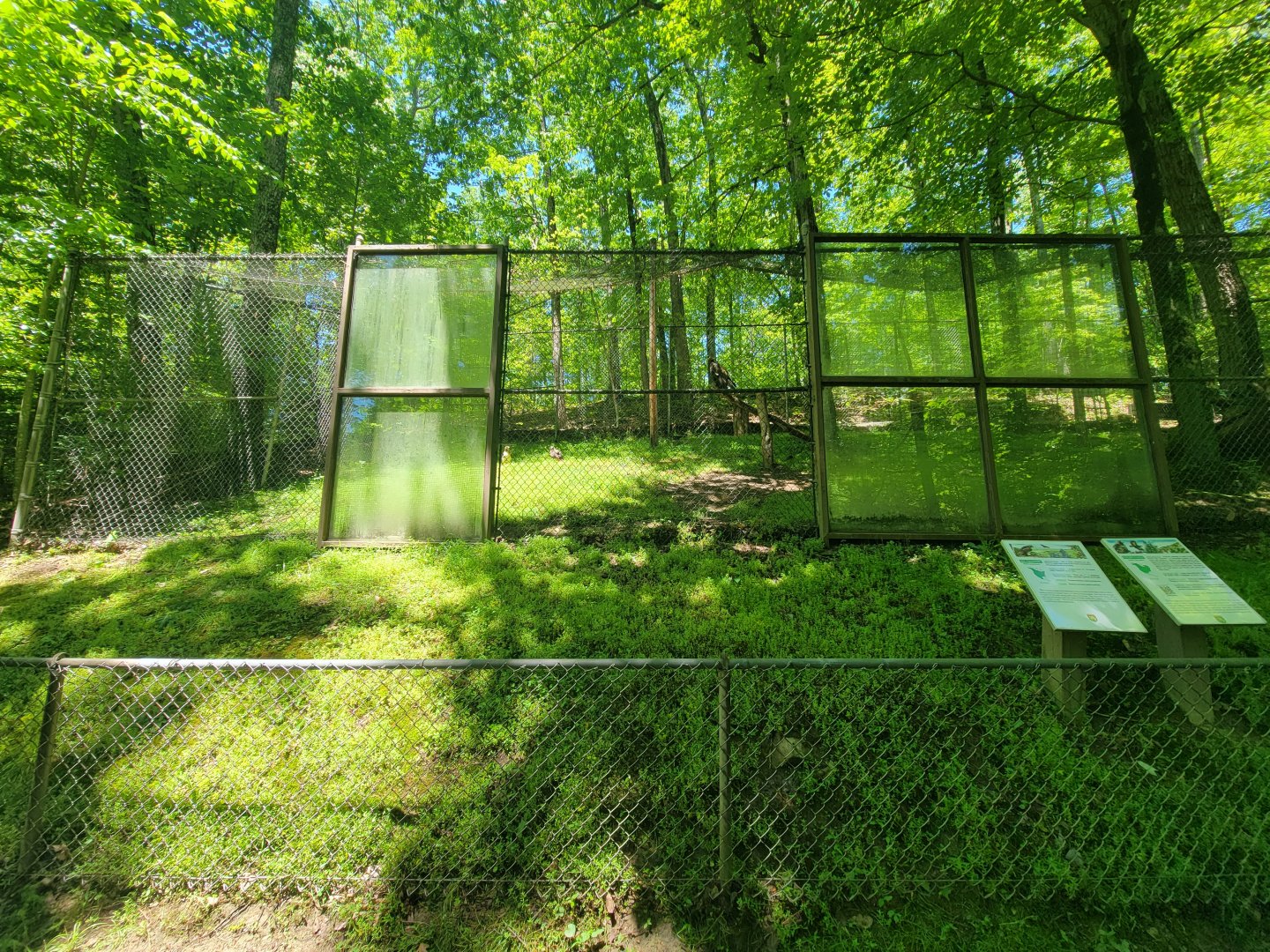 WVSWC - Red-tailed hawk, golden eagle
