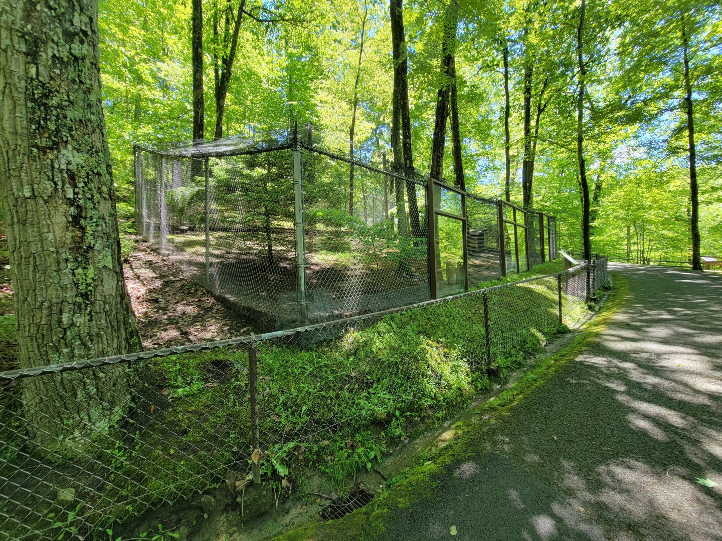 WVSWC - Ring-necked pheasant