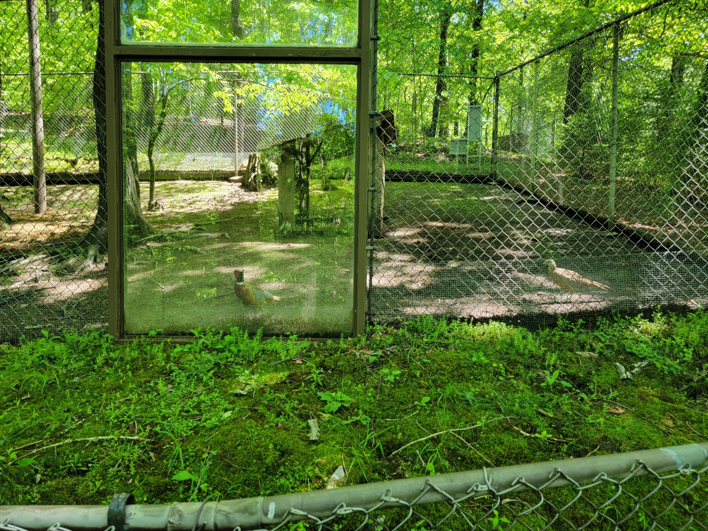 WVSWC - Ring-necked pheasant