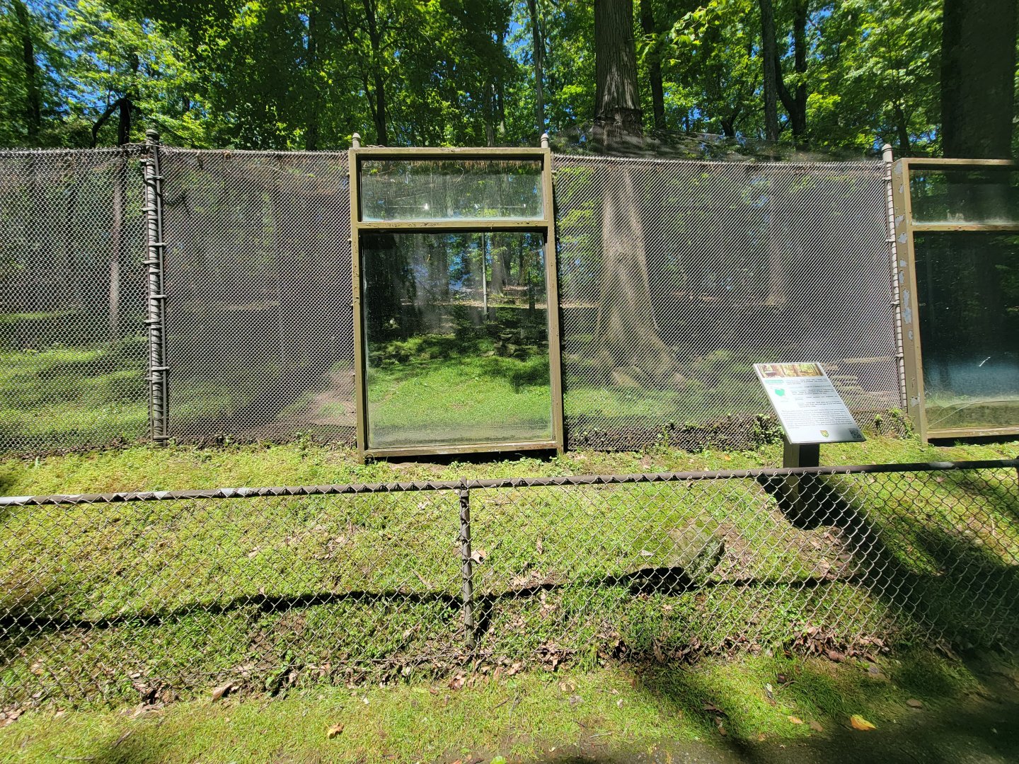 WVSWC - Striped skunk