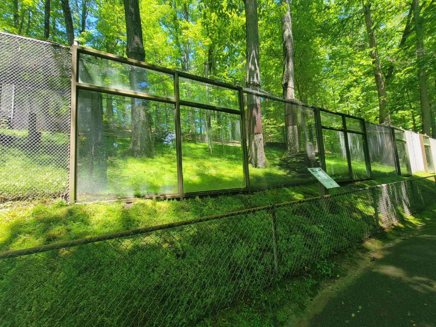 WVSWC - Turkey vulture