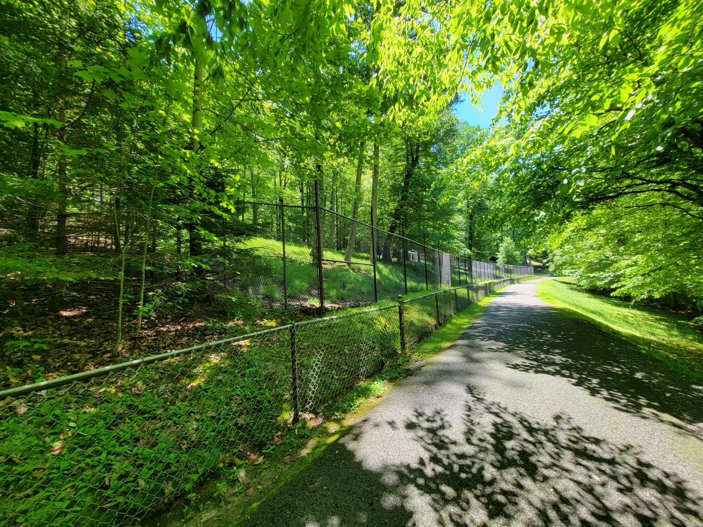 WVSWC - Whitetail Deer