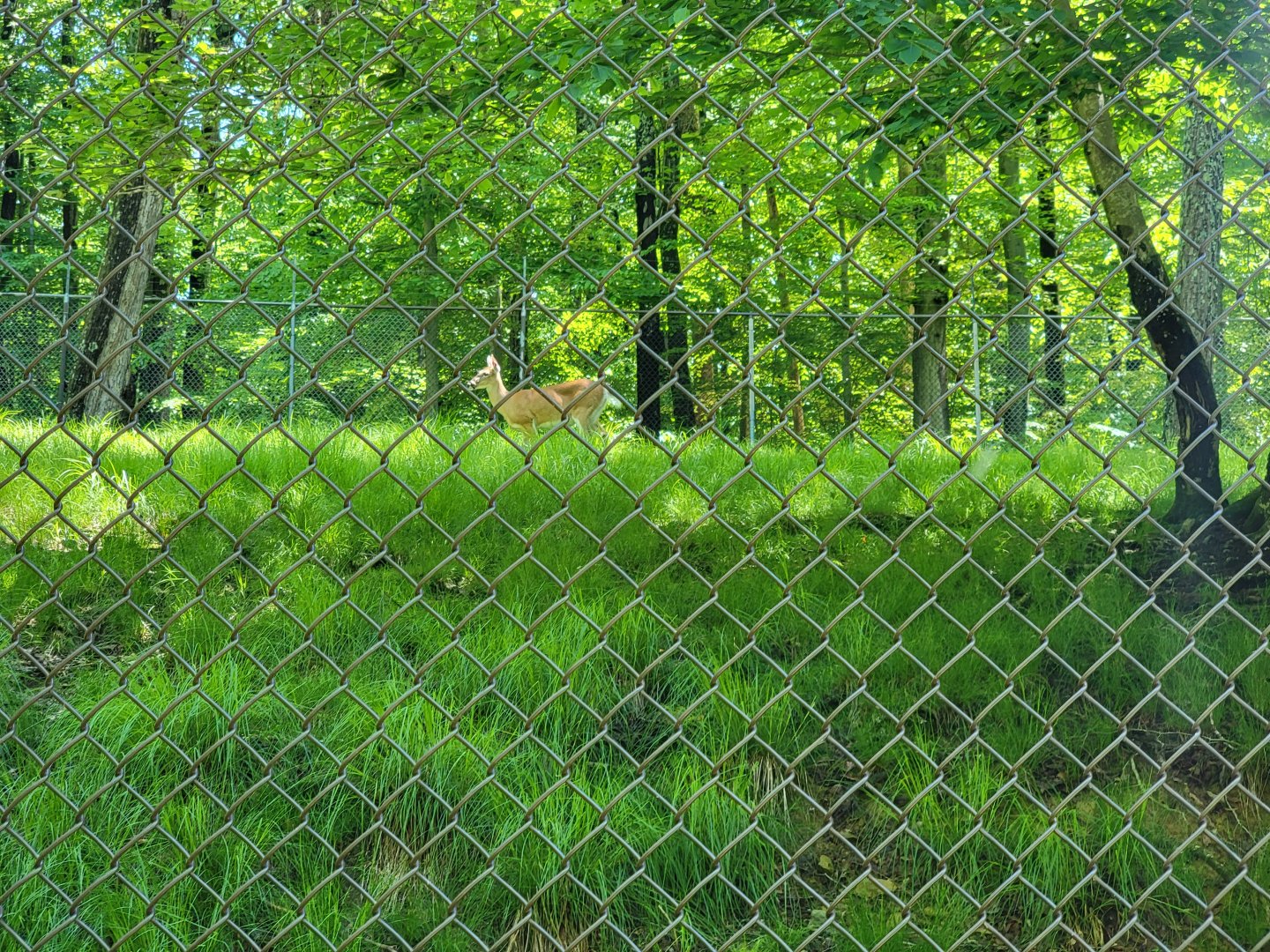 WVSWC - Whitetail Deer