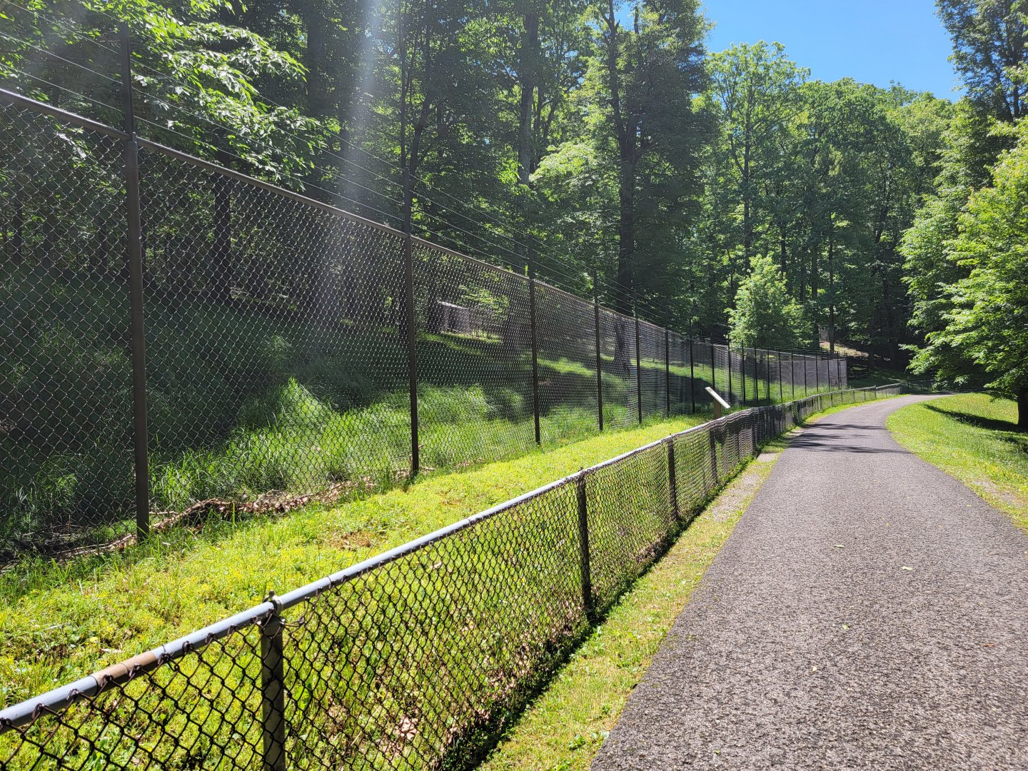 WVSWC - Whitetail Deer