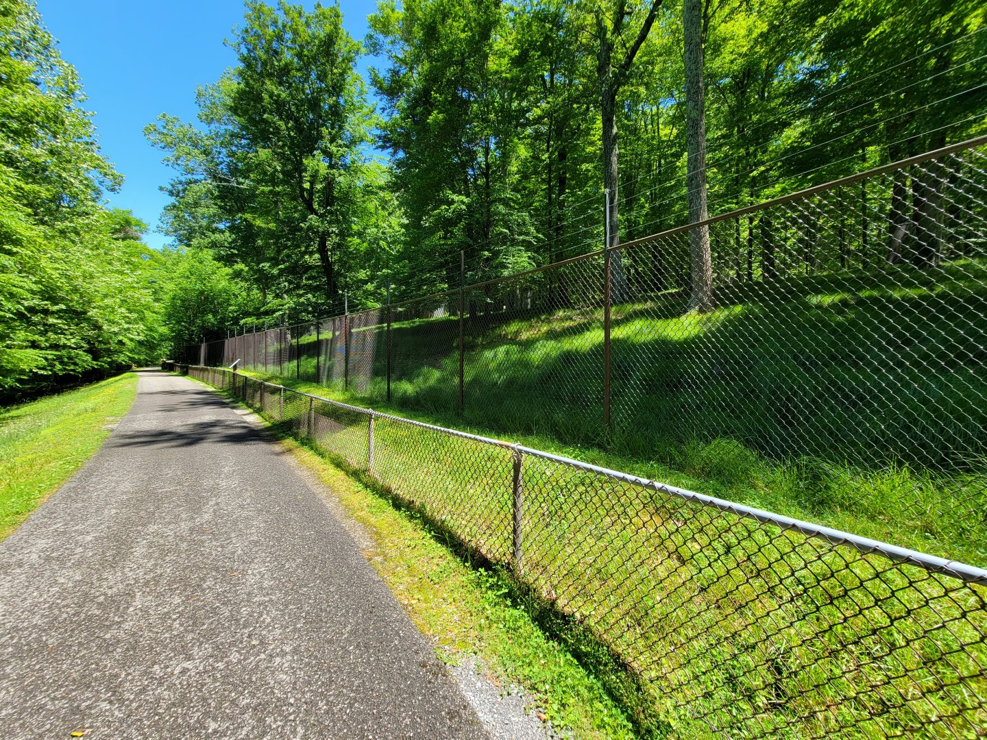 WVSWC - Whitetail Deer