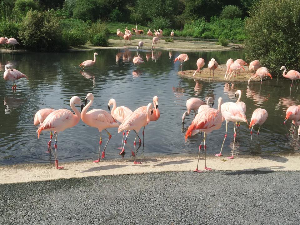 WWT Slimbridge - August 2016