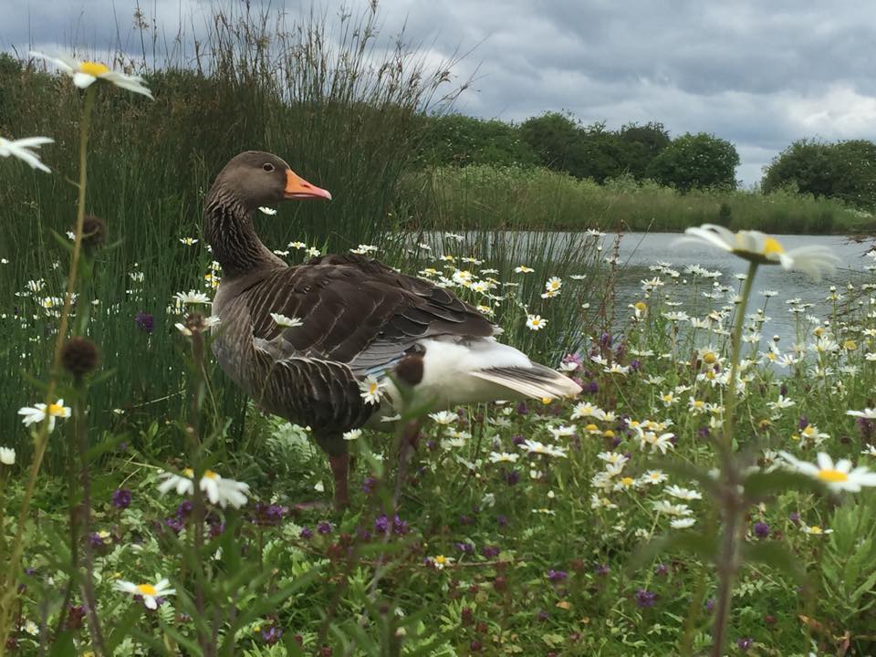 WWT Slimbridge - August 2016