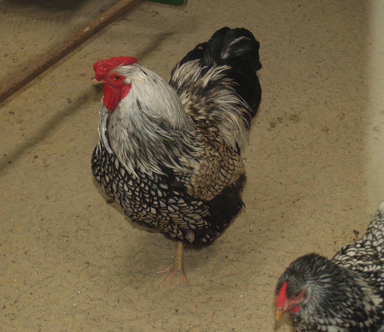 Wyandotte rooster (Gallus domesticus), 2009-04-19