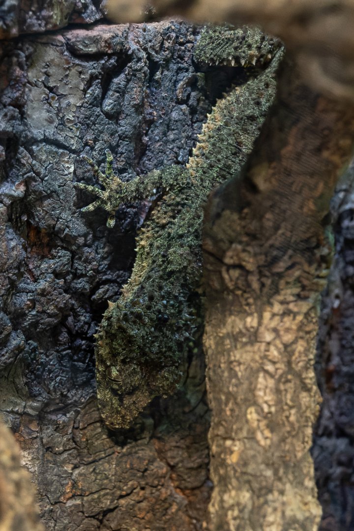 Wyberba Leaf-tailed gecko (Saltuarius wyberba)