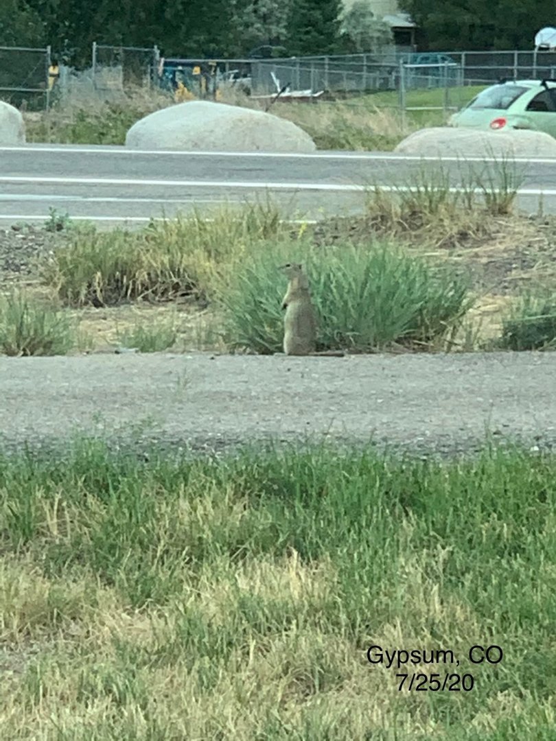 Wyoming Ground Squirrel