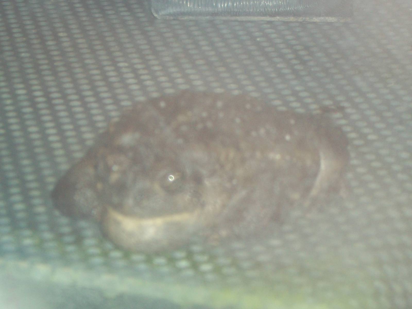 Wyoming Toad