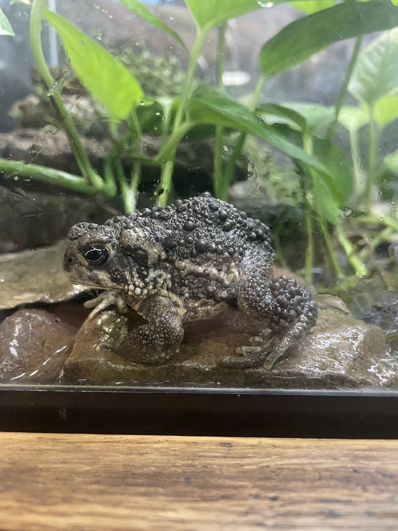 Wyoming Toad