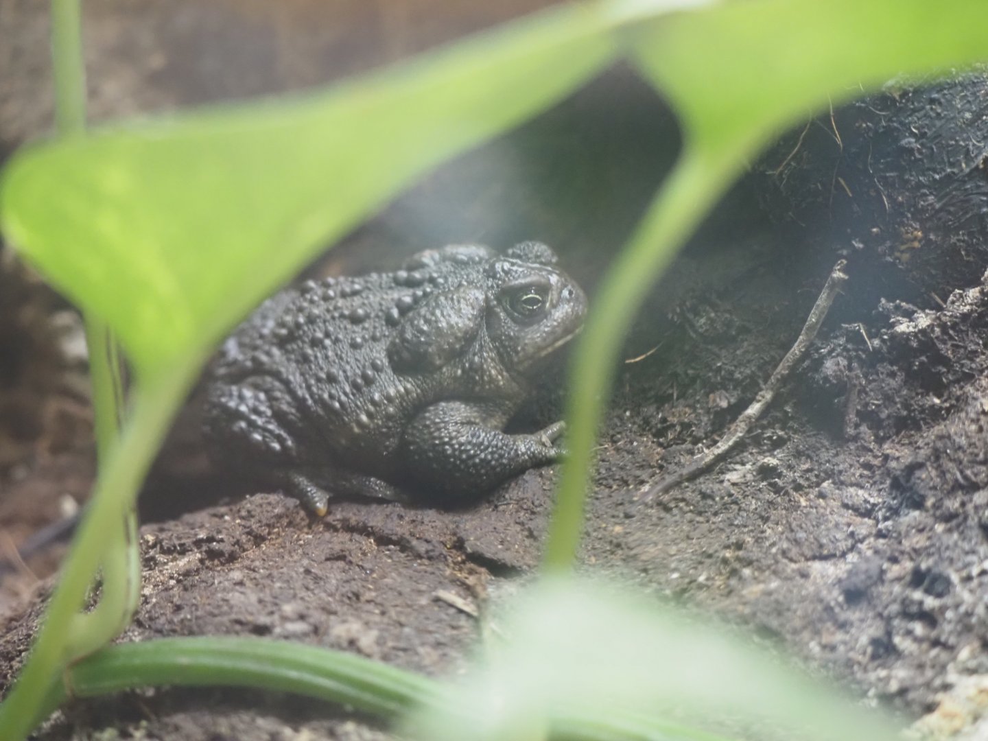 Wyoming Toad
