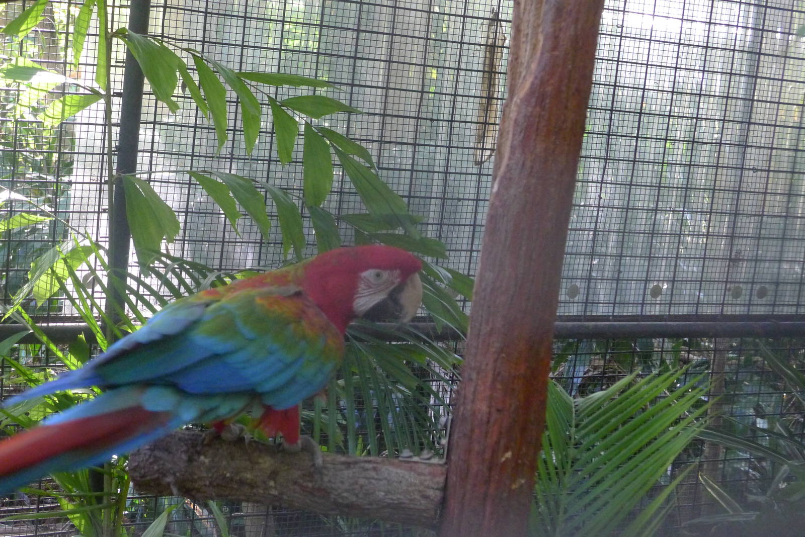 X bred Macaw