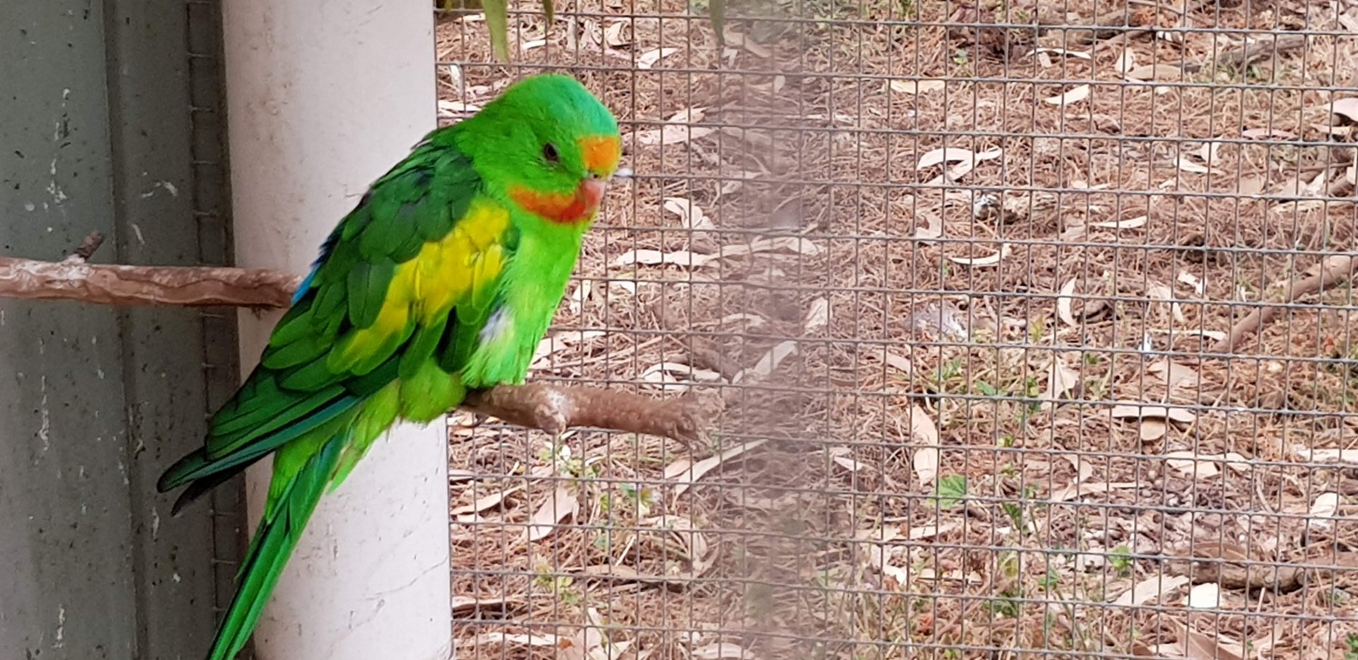 X bred parrot - i believe a Surpurb X Crimson wing parrot