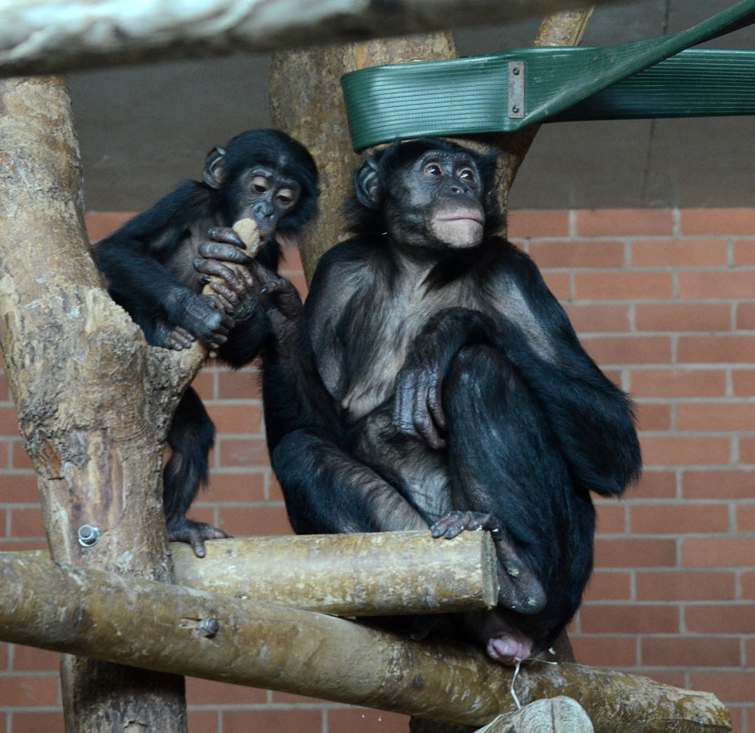 X - Factor training 2014