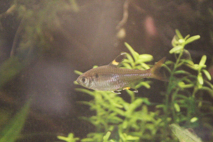 X-ray tetra (Pristella maxillaris) - Private facility