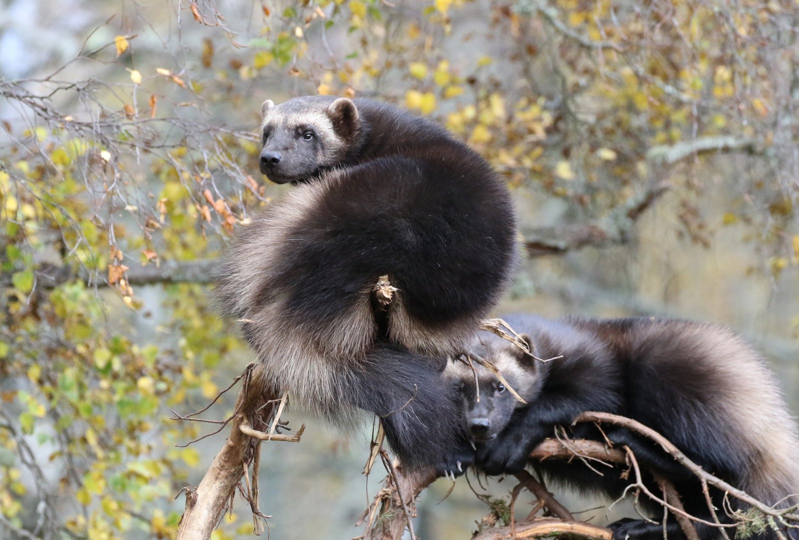 Xale and Tina Up A Tree