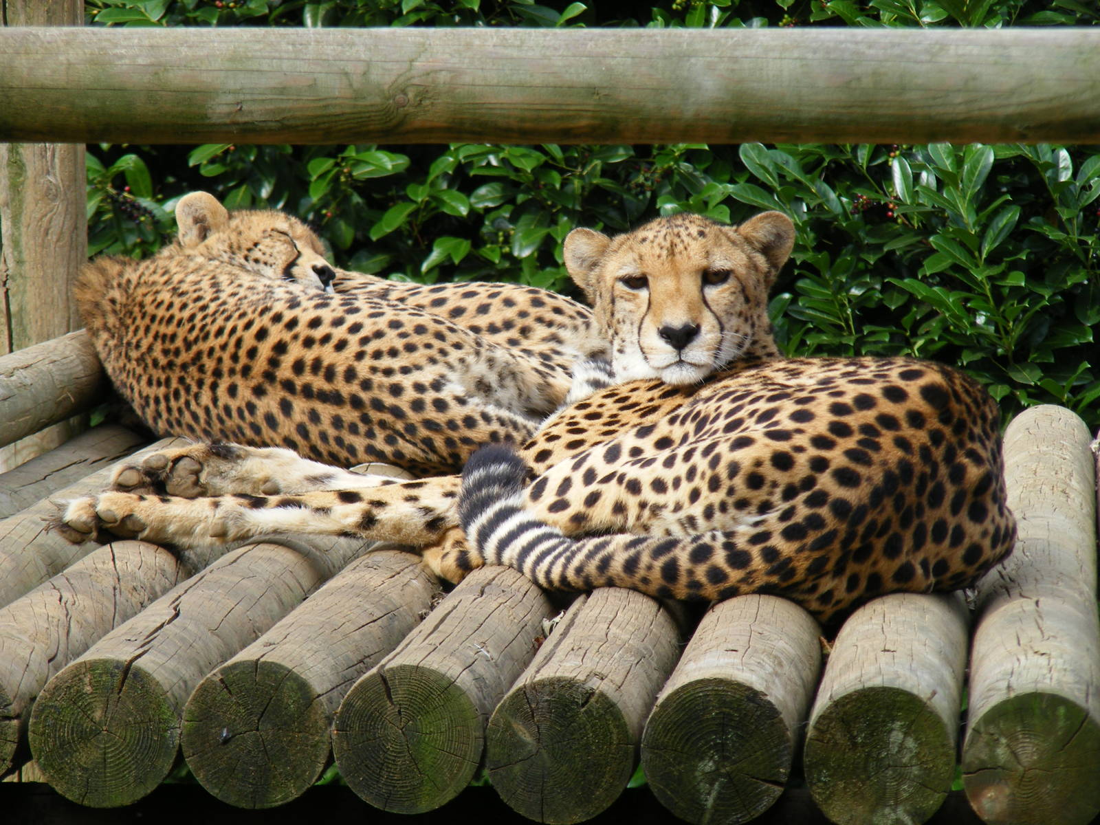 Xana, Roy and Mia the cheetahs at Paradise Wildlife Park, 5 September 2010