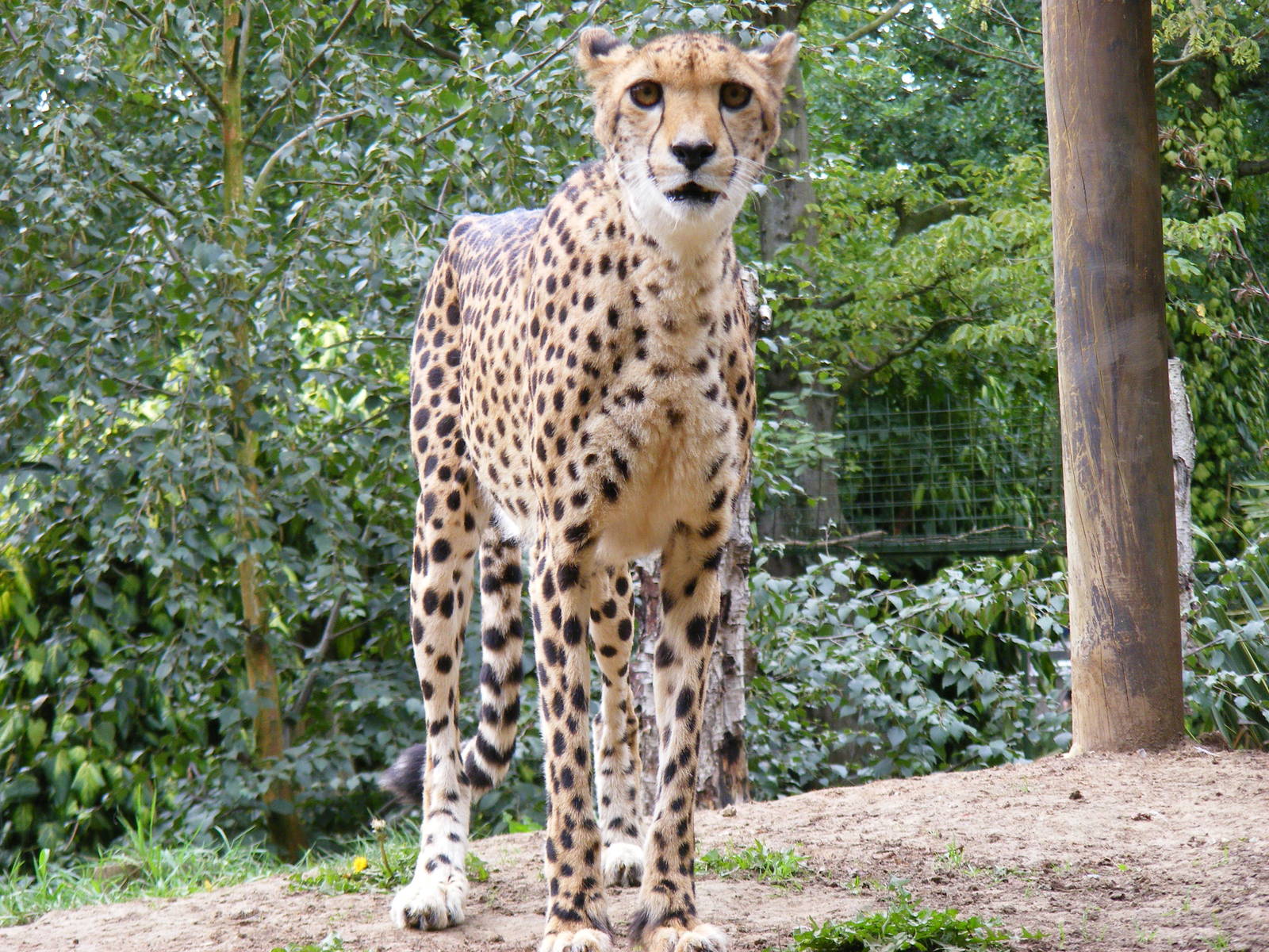 Xana the cheetah at Paradise Wildlife Park, 5 September 2010