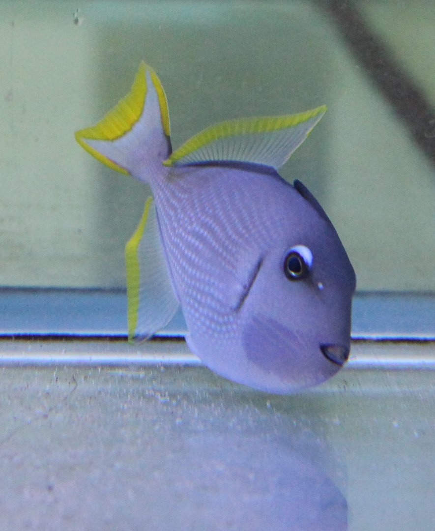 Xanthichthys auromarginatus