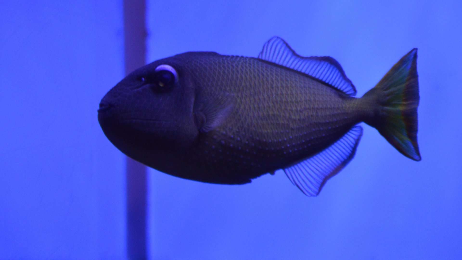 Xanthichthys auromarginatus