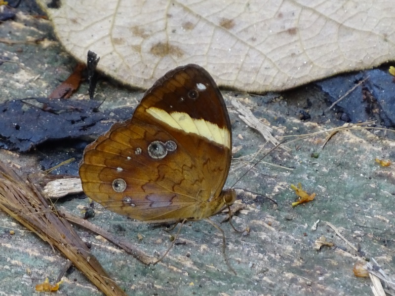 Xanthotaenia busiris