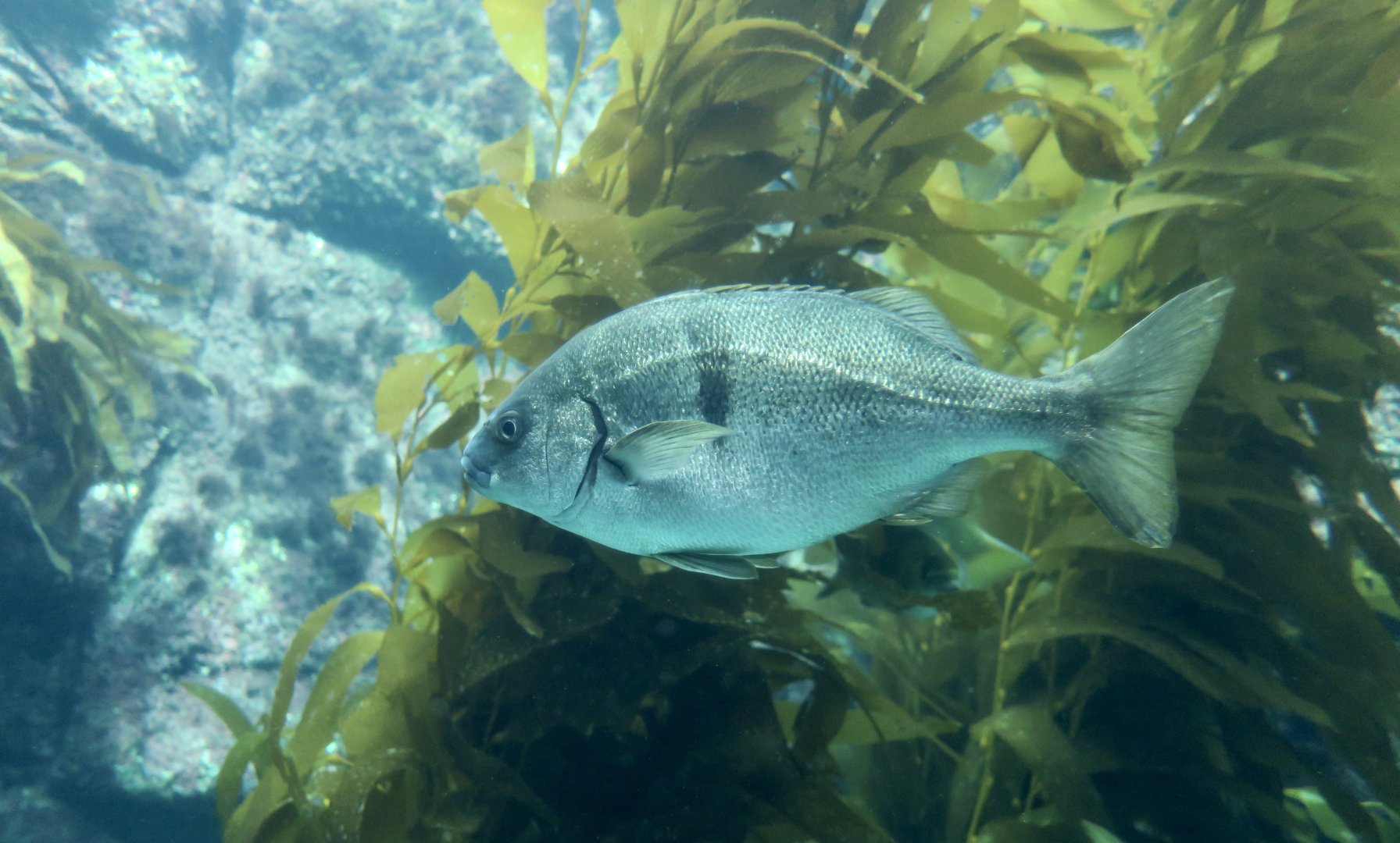 Xantic Sargo (Anisotremus davidsonii)