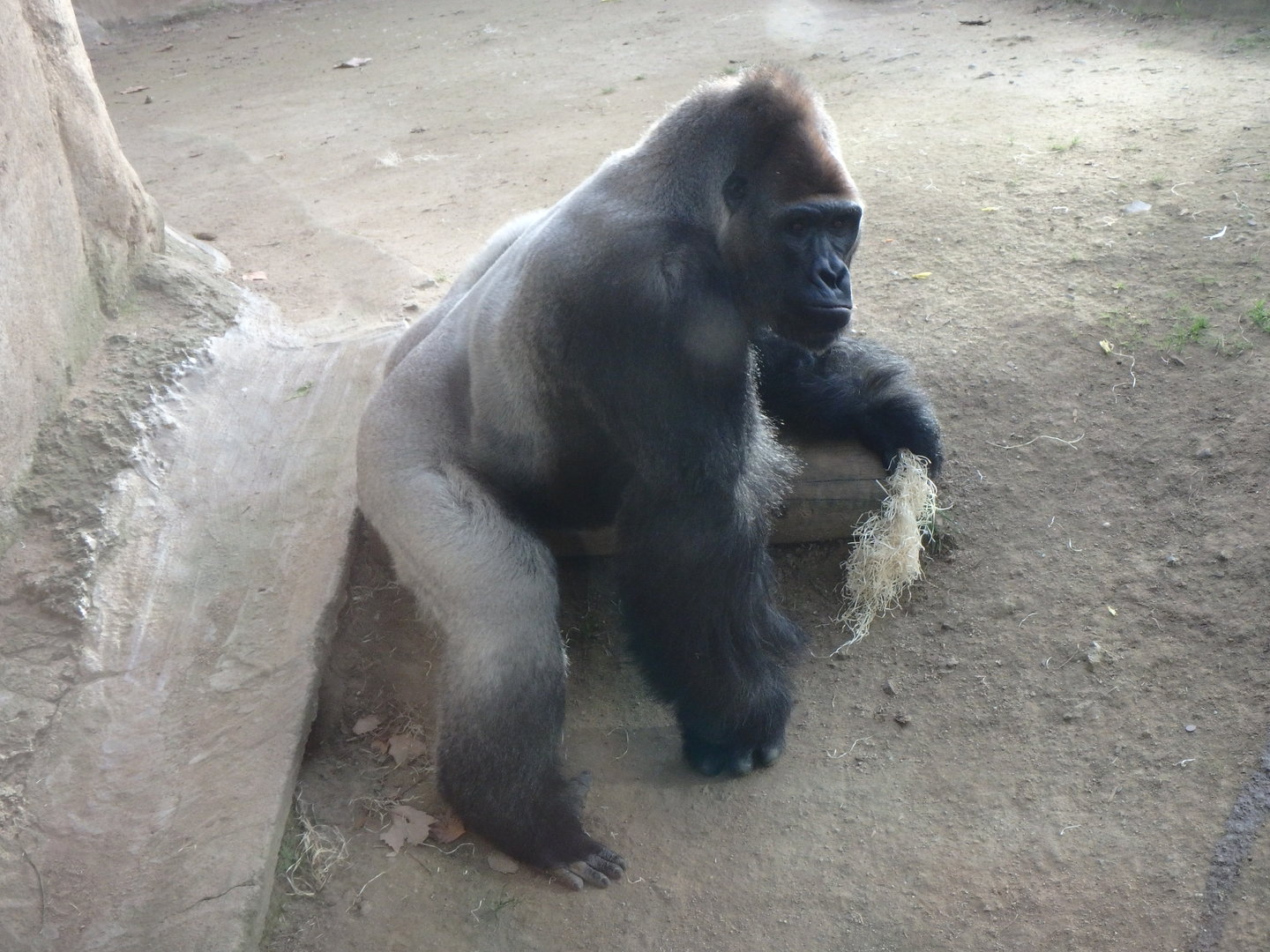 Xebo the Western lowland gorilla