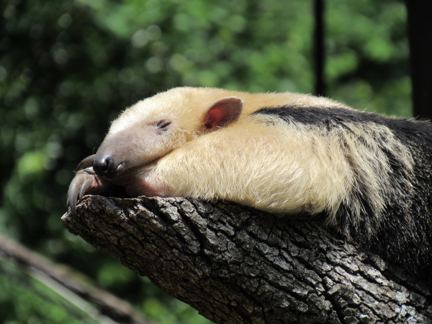 Xena, Southern Tamandua